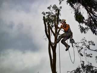 Arborist Rotorua
