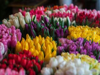 Florist Rotorua