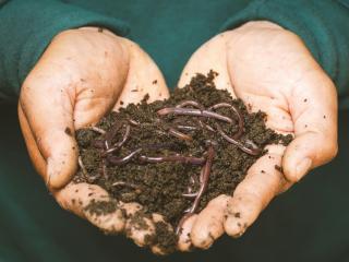 Worm Farming Rotorua