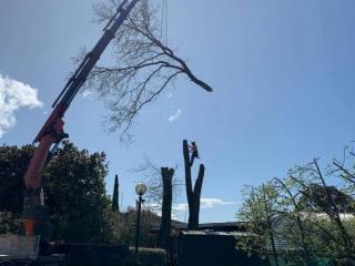 Difficult Tree Removal