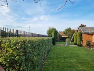 After Hedge Trimmings