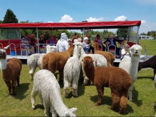 ALPACAS 