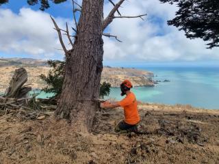 Tree Removal