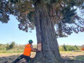 Difficult Tree Removal