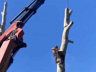 Difficult Tree Removal