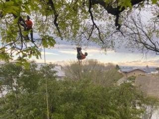 Difficult Tree Removal