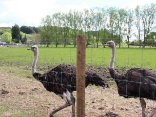 THE FARM TOUR