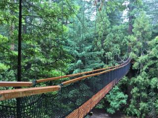 TREE WALK 
