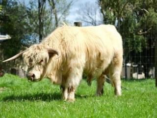 FARM ANIMALS