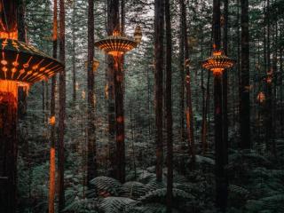 REDWOODS TREE WALK 