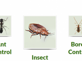 WILD WETA