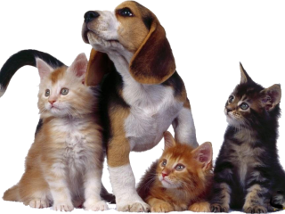 BIMLERS KENNEL & CATTERY 