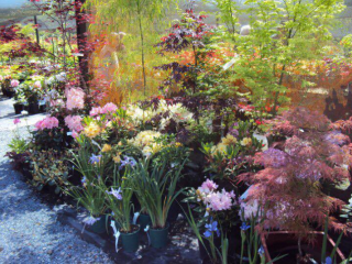 TIKITERE GARDENS & NURSERY 