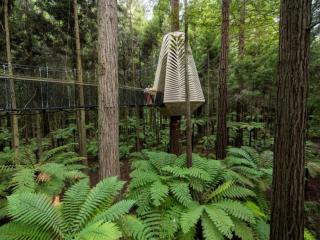 REDWOODS ALTITUDE 