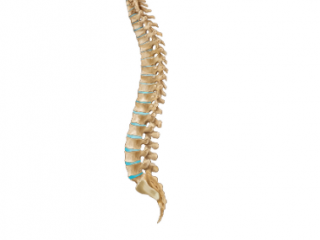 DUNCAN STROUD OESTEOPATH 