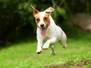 Rotorua SPCA
