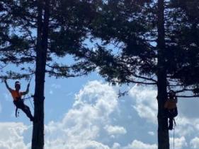 Local Skilled Arborists