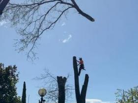 Difficult Tree Removal