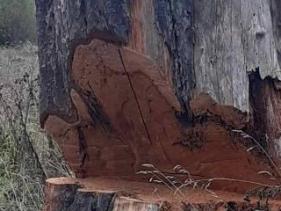 Tree Removal