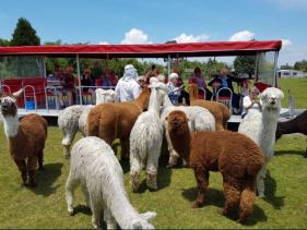 ALPACAS 