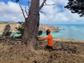 Tree Removal