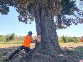 Difficult Tree Removal