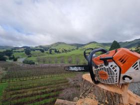 Difficult Tree Removal
