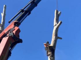 Difficult Tree Removal