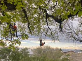 Difficult Tree Removal