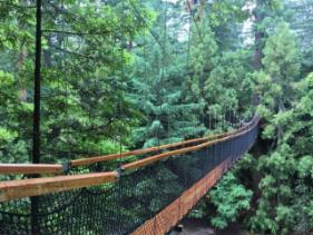 TREE WALK 