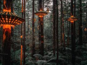 REDWOODS TREE WALK 