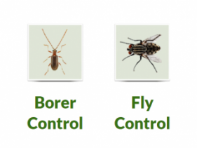 WILD WETA