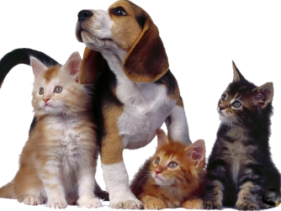 BIMLERS KENNEL & CATTERY 