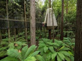 REDWOODS ALTITUDE 
